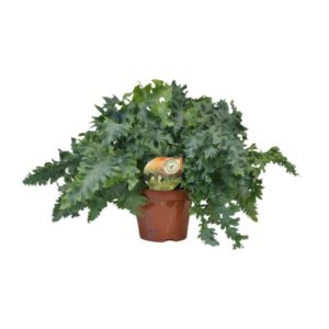 Phlebodium Davana - Ø19cm - ↕40cm