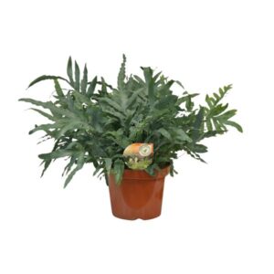 Phlebodium Blue Star - Ø26cm - ↕80cm
