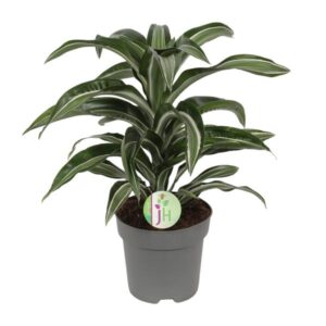 Dracaena Jade Jewel - Ø17cm - ↕50cm