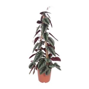 Cissus Antarctica - Ø24cm - ↕100cm