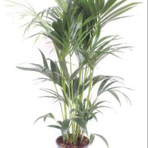 Howea Forsteriana - Ø24cm - ↕130cm