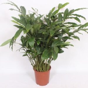 Elettaria Cardamomum - Ø27cm - ↕120cm