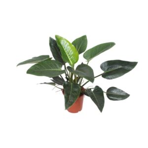 Philodendron Congo Green - Ø27cm - ↕90cm