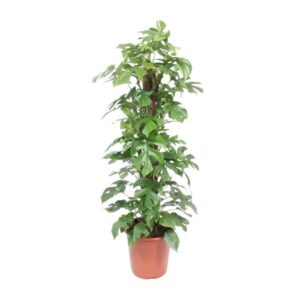 Monstera Minima Mosstok - Ø27cm - ↕130cm