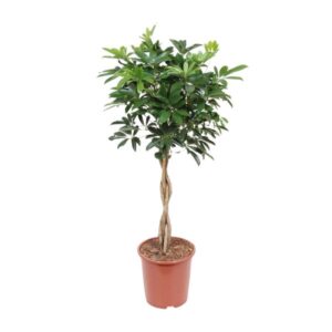 Schefflera Arboricola Compacta - Ø27cm - ↕120cm