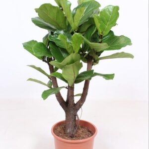 Ficus Lyrata vertakt - Ø27cm - ↕120cm