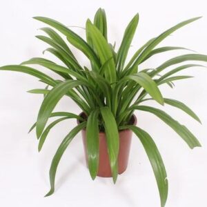 Hymenocallis Speciosa - Ø27cm - ↕80cm