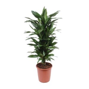 Dracaena Janet Lind - Ø27cm - ↕110cm
