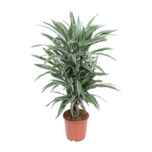 Dracaena Warneckei - Ø24cm - ↕100cm