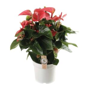 Anthurium Pink Champion - Ø21cm - ↕65cm