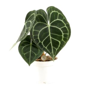 Anthurium Clarinervium - Ø12cm - ↕30cm