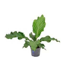 Anthurium Birdnest - Ø17cm - ↕55cm