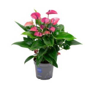 Anthurium KARMA Purple - Ø17cm - ↕50cm