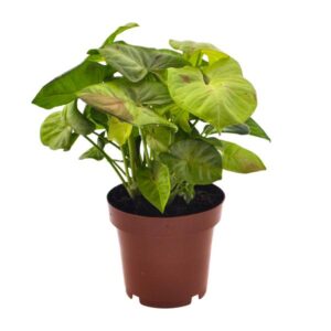 Syngonium Milk Confetti - Ø12cm - ↕20cm