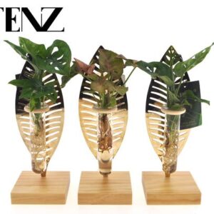 Mother's Day - Kamerplanten Mix In Verona Glas - Ø7cm - ↕10cm - 1 stuk