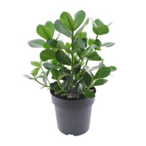 Clusia Rosea Princess - Ø27cm - ↕60cm