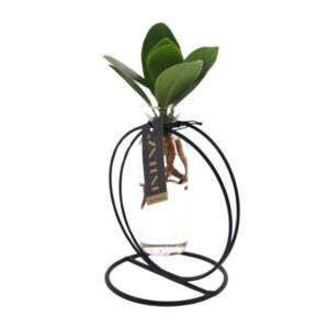 Clusia In Lima Glas + Ijzer - Ø5cm - ↕10cm