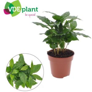 Coffea Arabica - Ø12cm - ↕30cm