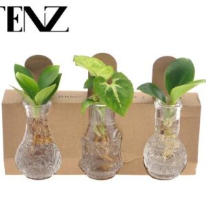 Kamerplanten Mix In Berlin Glas - Ø7cm - ↕10cm