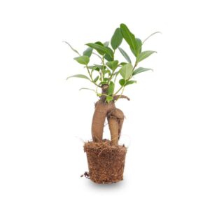 Ficus Ginseng bonsai - Microcarpa - Potmaat Ø 6 cm