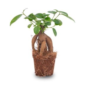 Ficus microcarpa ginseng bonsai - Potmaat 9