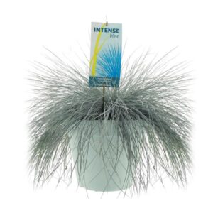 Festuca Glauca Intense Blue - Ø30cm - ↕55cm