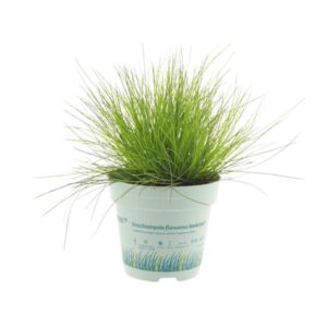 Deschampsia Flexuosa AmiLime - Ø11cm - ↕25cm