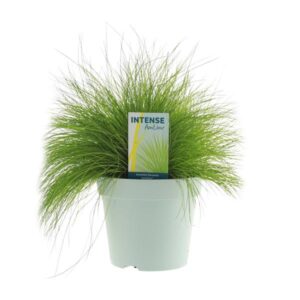 Deschampsia Flexuosa AmiLime - Ø17cm - ↕30cm