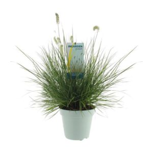 Pennisetum Alopecuroides ‘Little Hameln’ - Ø23cm - ↕70cm