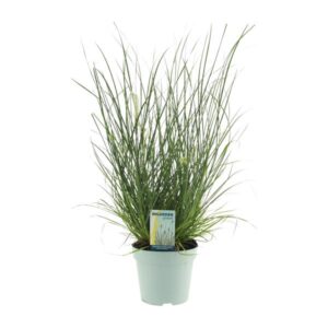 Pennisetum Alopecuroides Hameln - Ø17cm - ↕65cm