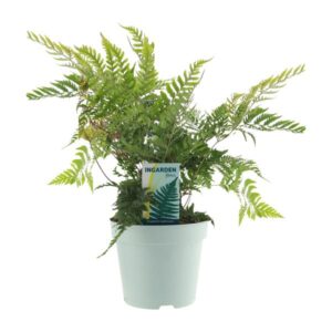 Dryopteris Erythrosora - Ø17cm - ↕40cm