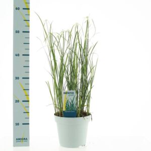 Rhynchospora Colorata - Ø17cm - ↕50cm