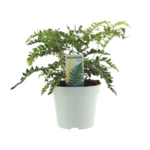 Polystichum Polyblepharum Jade - Ø17cm - ↕35cm