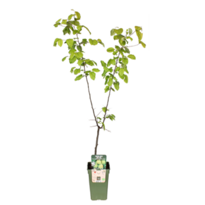 Pyrus Communis Doyenne Du Comice - Peer - Ø19cm - ↕60cm