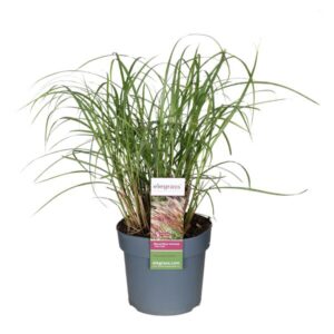 Miscanthus Sinensis Red Chief - Ø19cm - ↕45cm