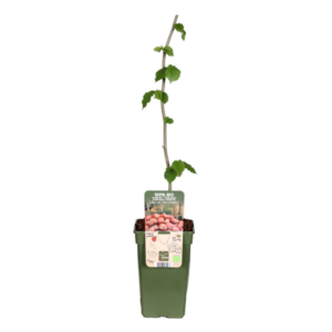 Corylus Rode Zellernoot - Ø19cm - ↕50cm