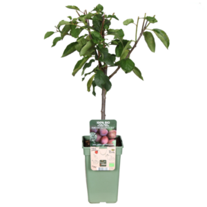 Prunus Domestica Reine Victoria Pruim - Ø19cm - ↕70cm
