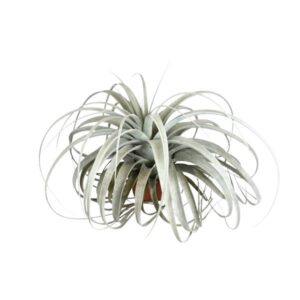 Tillandsia Xerographica - Ø45cm - ↕30cm