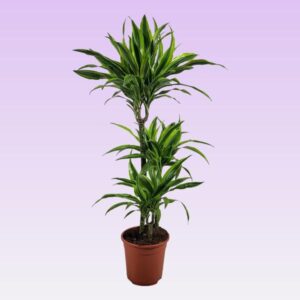 Dracaena Lemon Lime - Ø21 ↕105