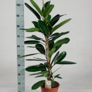 Ficus Tresor - Ø21 ↕105