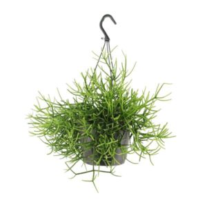 Rhipsalis Heteroclada - Ø17cm - ↕25cm