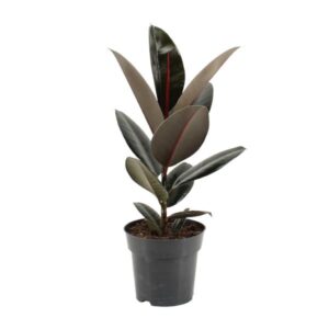 Ficus Elastica Abidjan - Ø17cm - ↕55cm