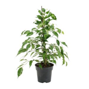 Ficus Benjamina Danita - Ø17cm - ↕70cm