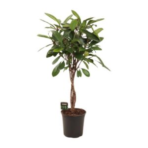 Ficus Cyathistipula - Ø24cm - ↕110cm