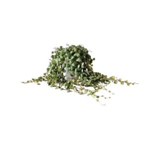 Peperomia Prostrata - Ø11cm - ↕15cm