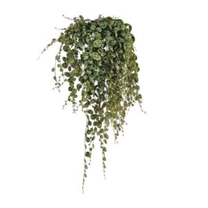 Peperomia Prostrata - Ø11cm - ↕20cm