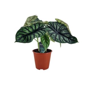 Alocasia Dragon Scale - Ø19cm - ↕45cm