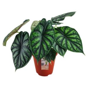 Alocasia Dragon Scale - Ø19 ↕45