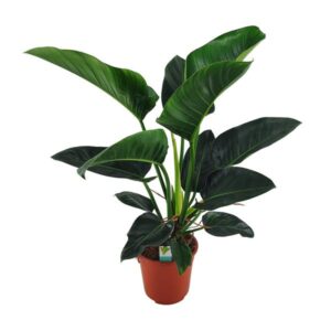 Philodendron Congo Millions - Ø27cm - ↕100cm