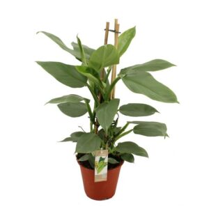 Philodendron Grey - Ø19 ↕75